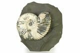 Iridescent Ammonite (Deshayesites) Fossil #317664-1